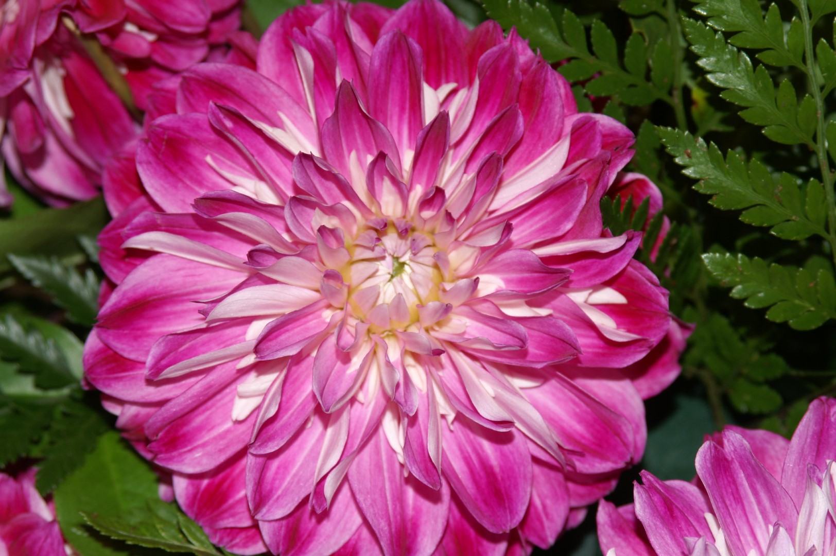 Dahlia Optic Illusion Tubers