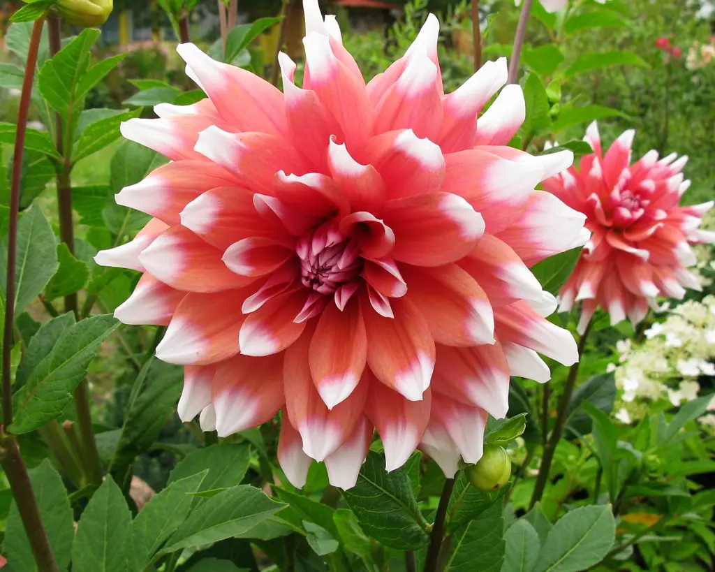 Dahlia Orange Duet