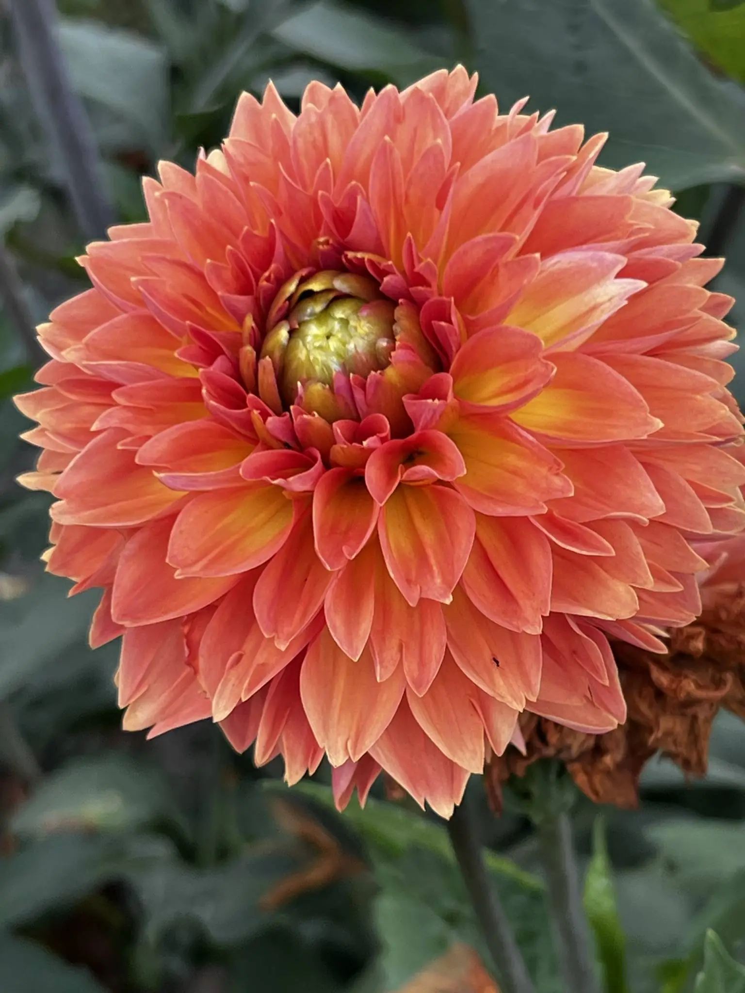 Dahlia Orange Impact Tubers