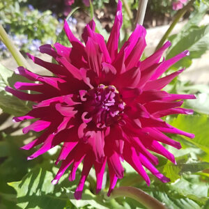 Dahlia Orfeo Tubers