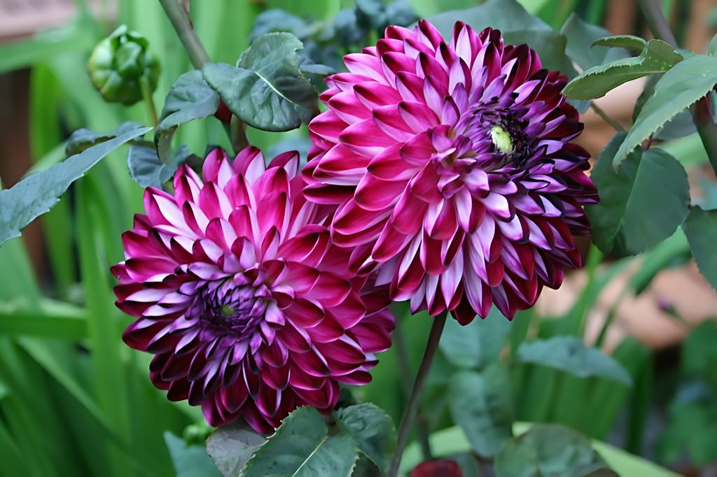 Dahlia Osirium Tubers