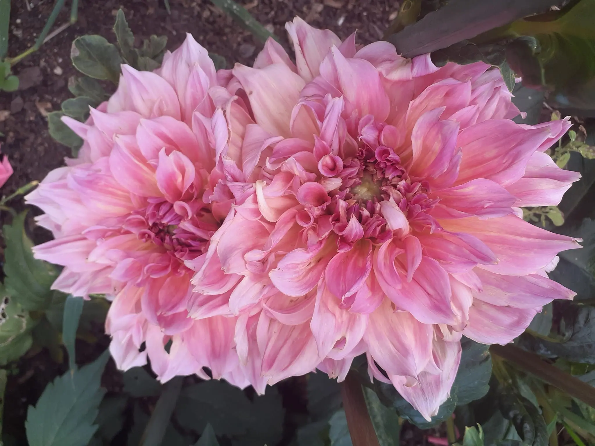 Dahlia Ottos Thrill Tubers