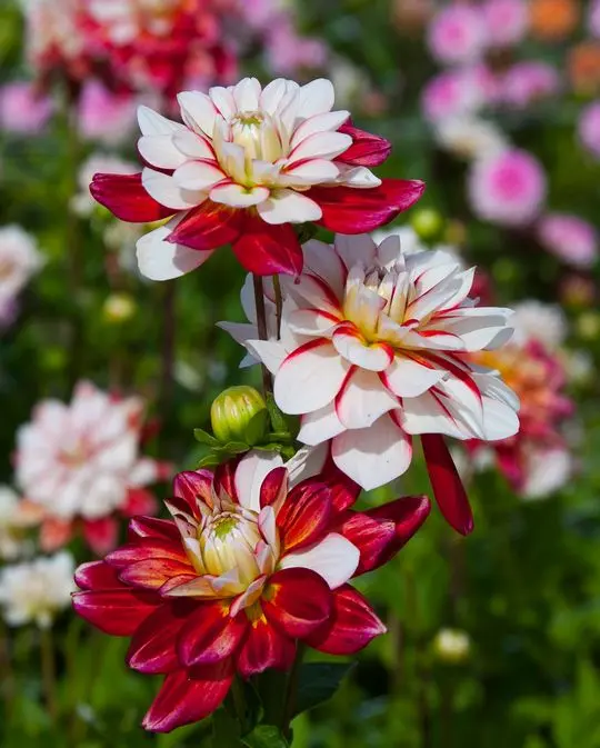 Dahlia Pacific Time Tubers