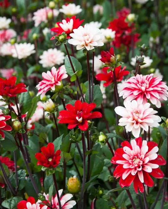 Dahlia Pacific Time Tubers