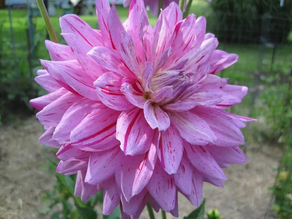 Dahlia Painted Girl Tubers
