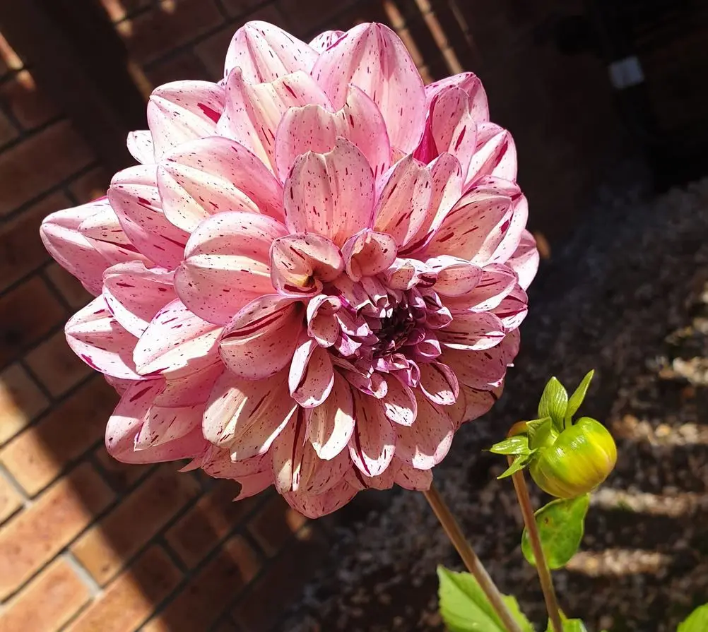 Dahlia Painted Lady Tubers - Image 2