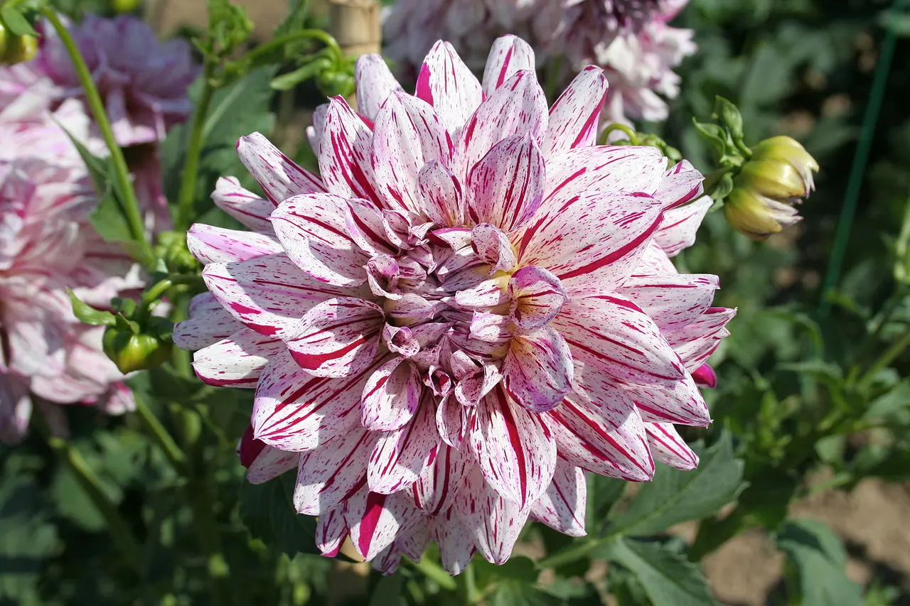 Dahlia Painted Lady Tubers