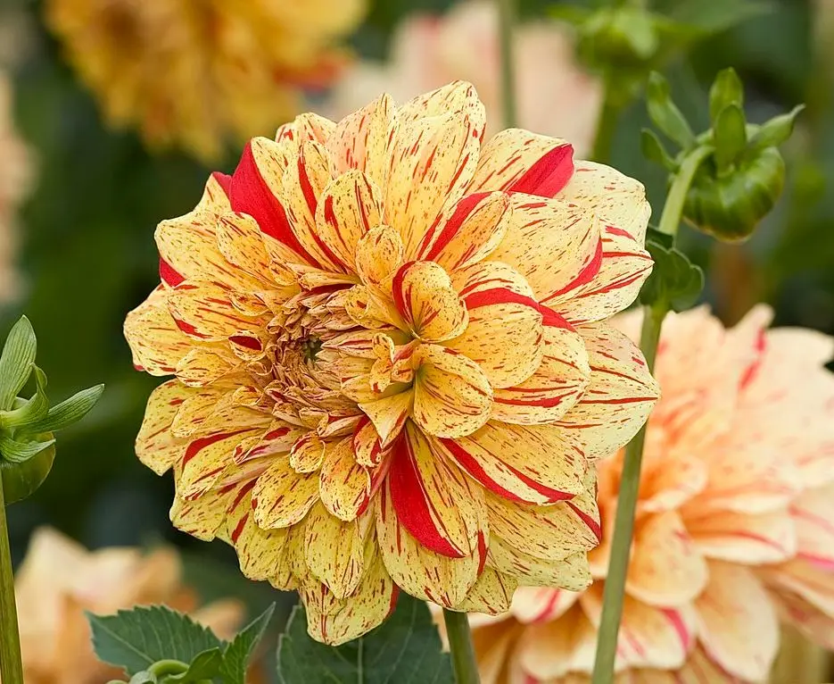 Dahlia Painted Madam Tubers