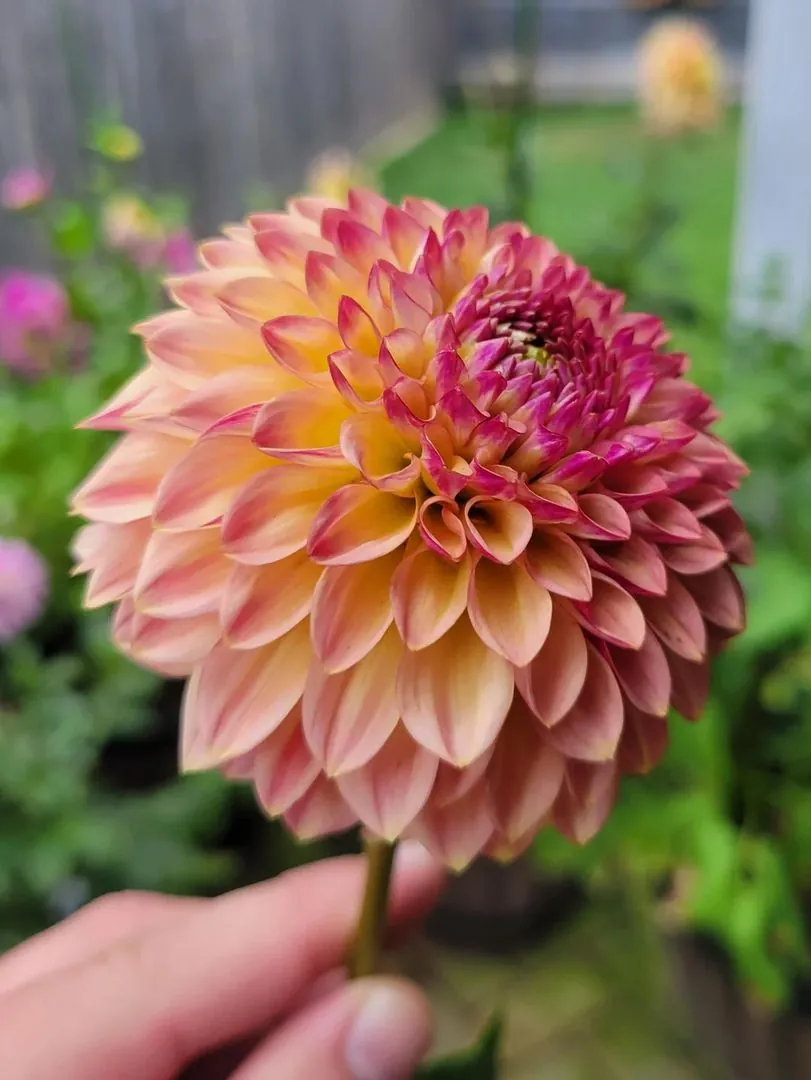 Dahlia Palmares Tubers