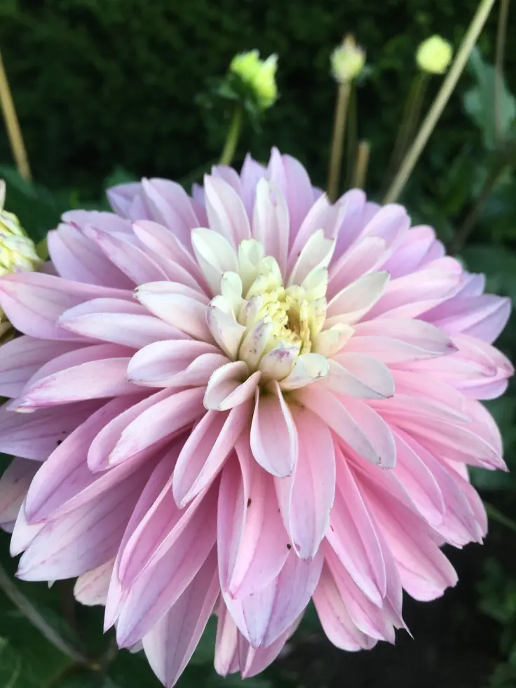Dahlia Paradise City Tubers