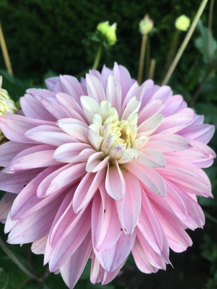 Dahlia Paradise City Tubers