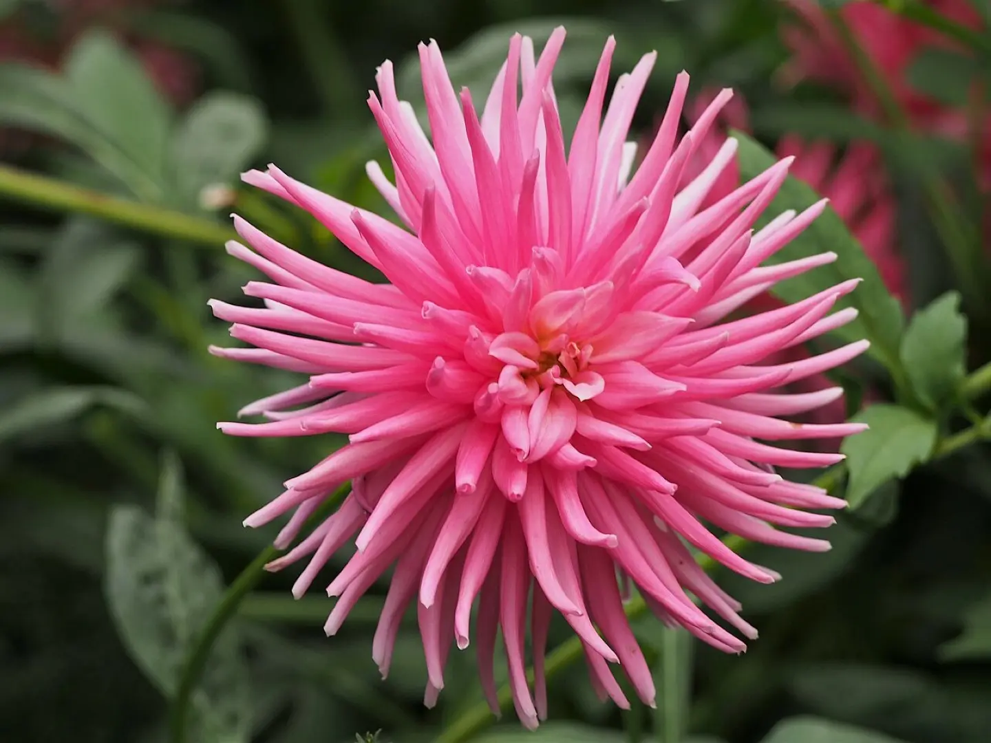 Dahlia Park Princess Tubers