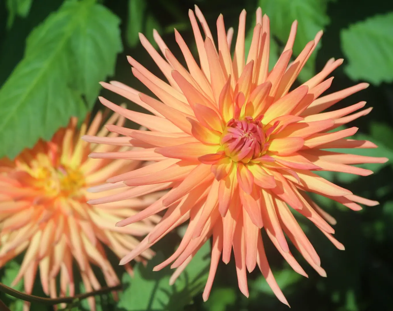 Dahlia Park Record Tubers