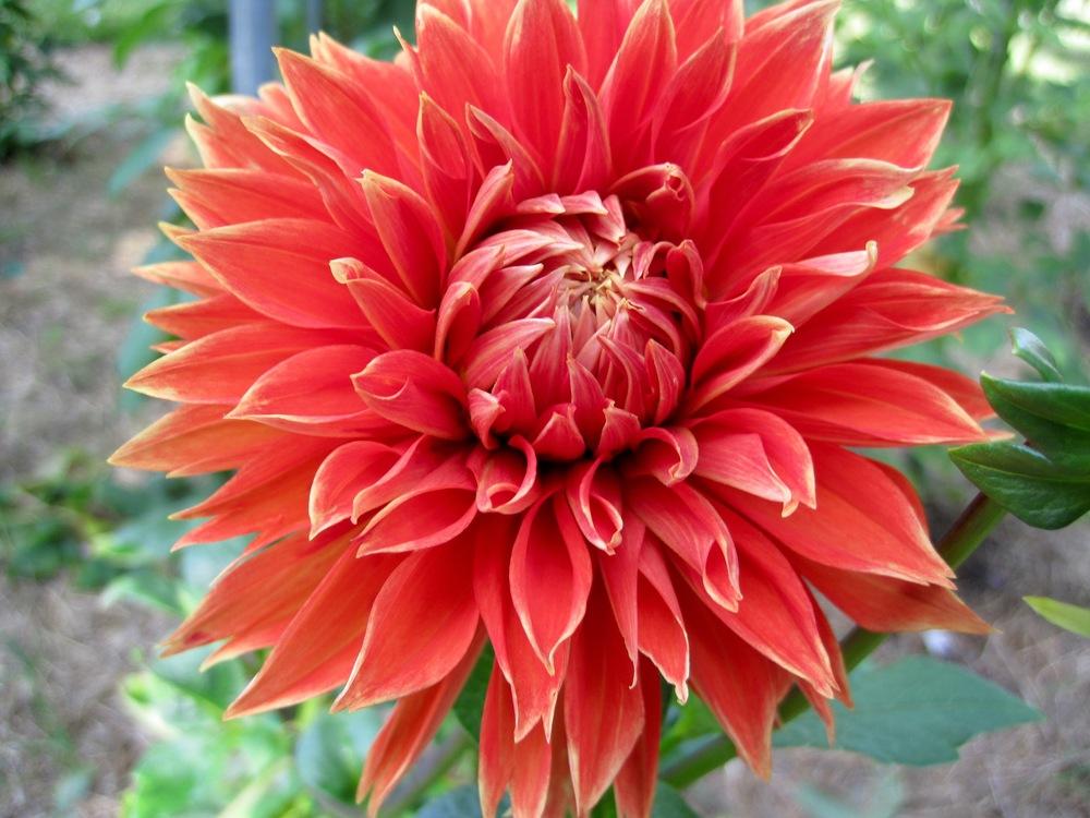Dahlia Parkland Glory Tubers