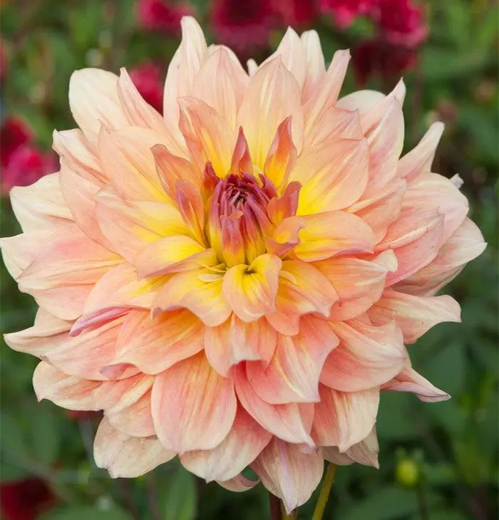 Dahlia Paso Doble Dancer Tubers