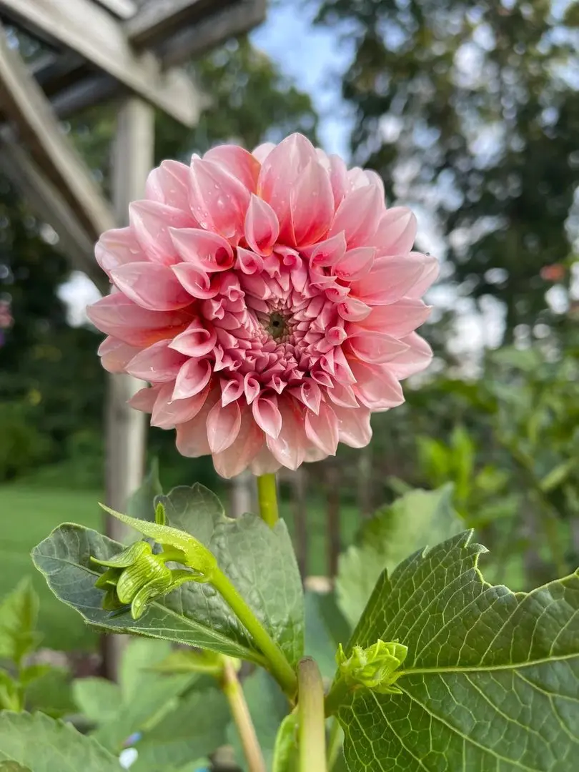 Dahlia Peaches Tubers