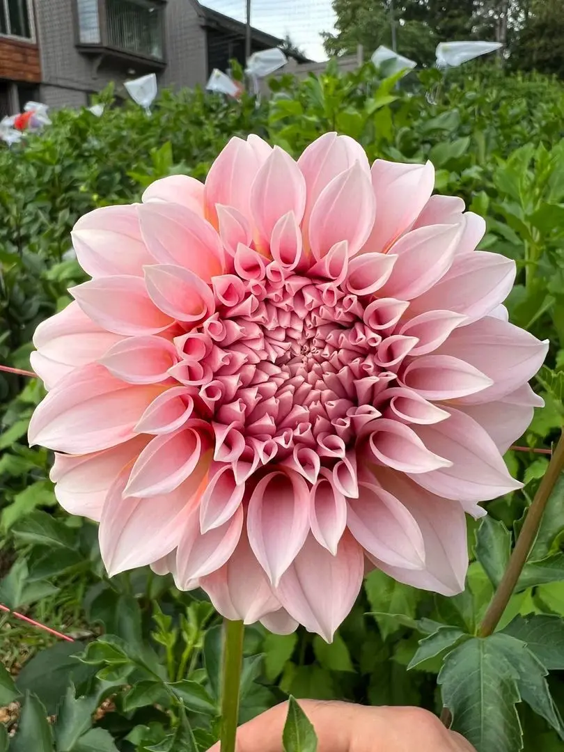 Dahlia Peaches Tubers