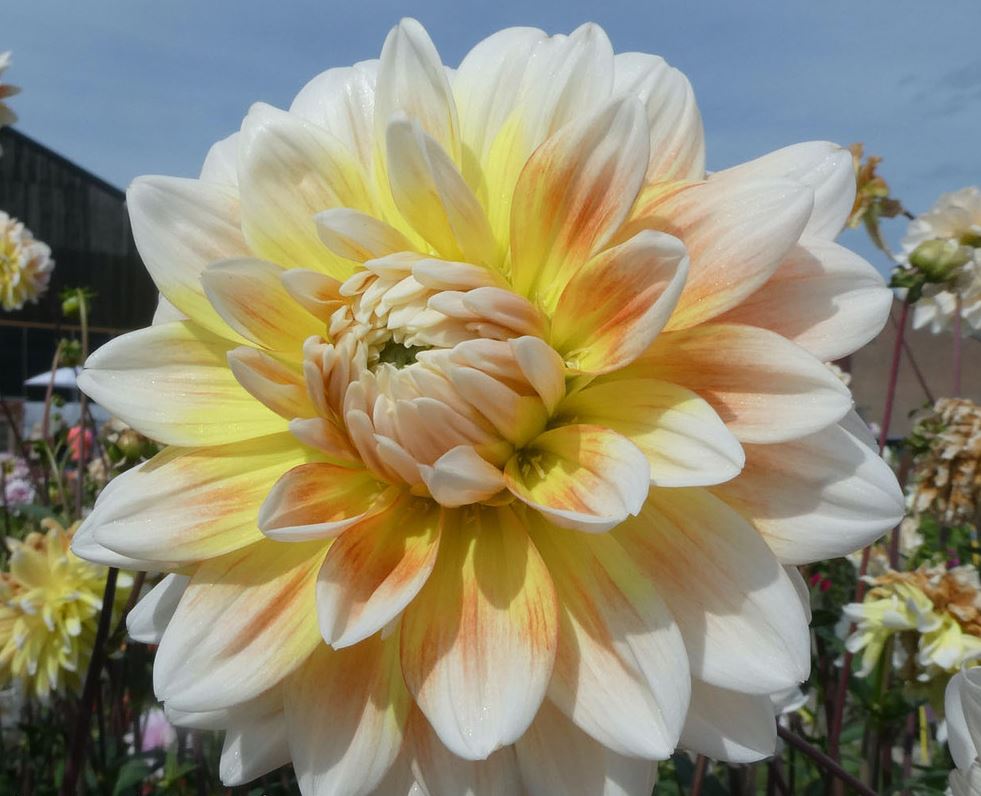 Dahlia Peaches and Cream Tubers