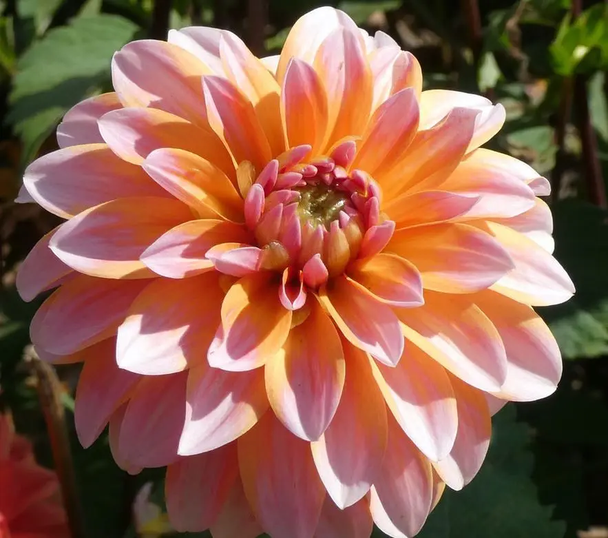 Dahlia Peaches and Vanilla Tubers