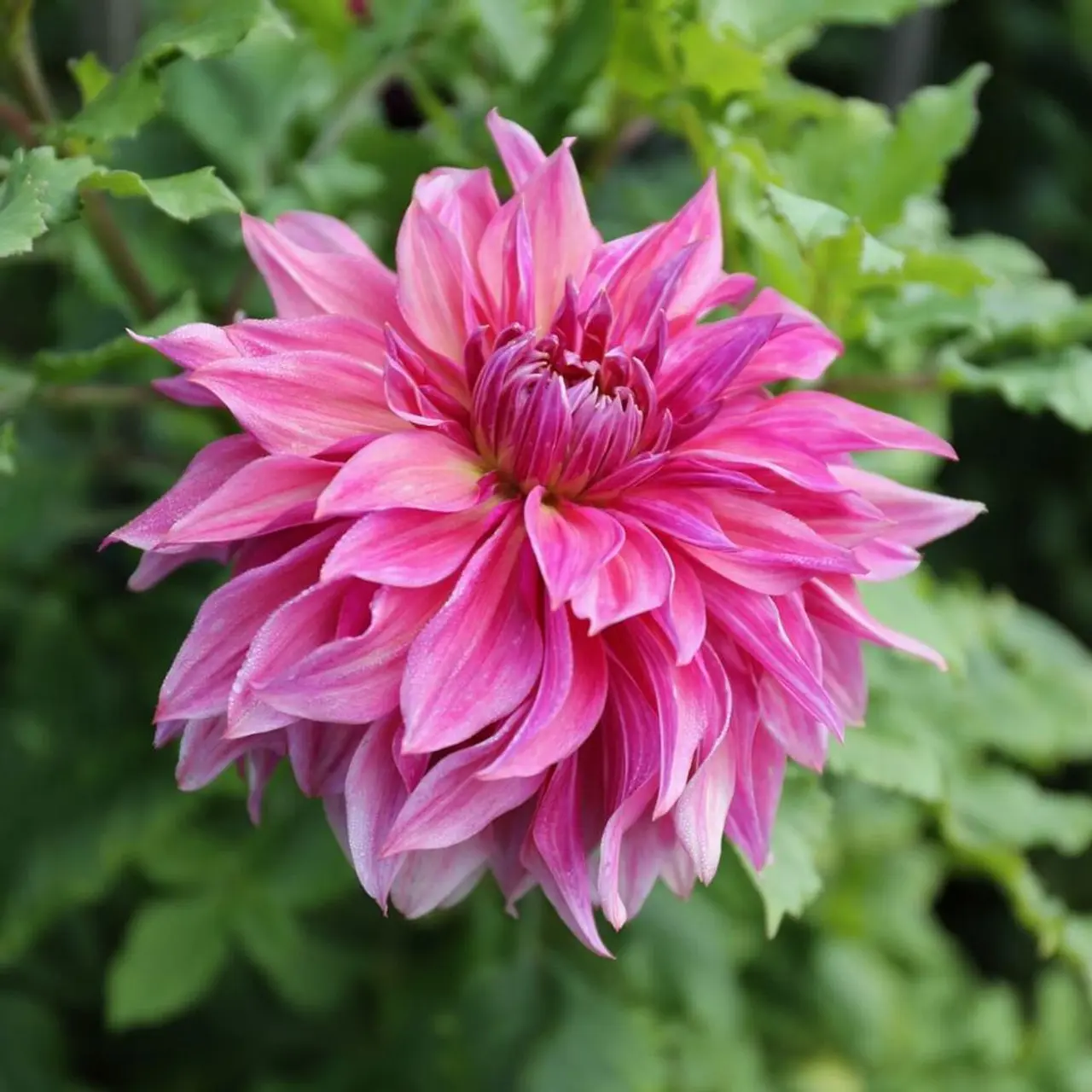 Dahlia Penhill Dark Monarch Tubers