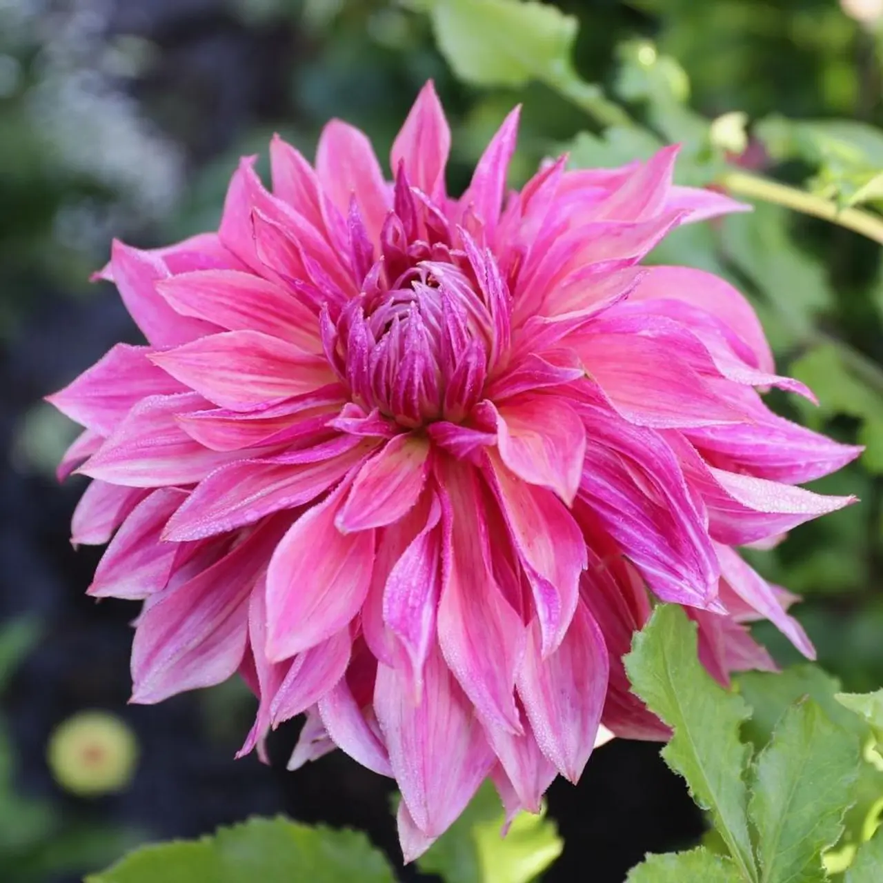 Dahlia Penhill Dark Monarch Tubers