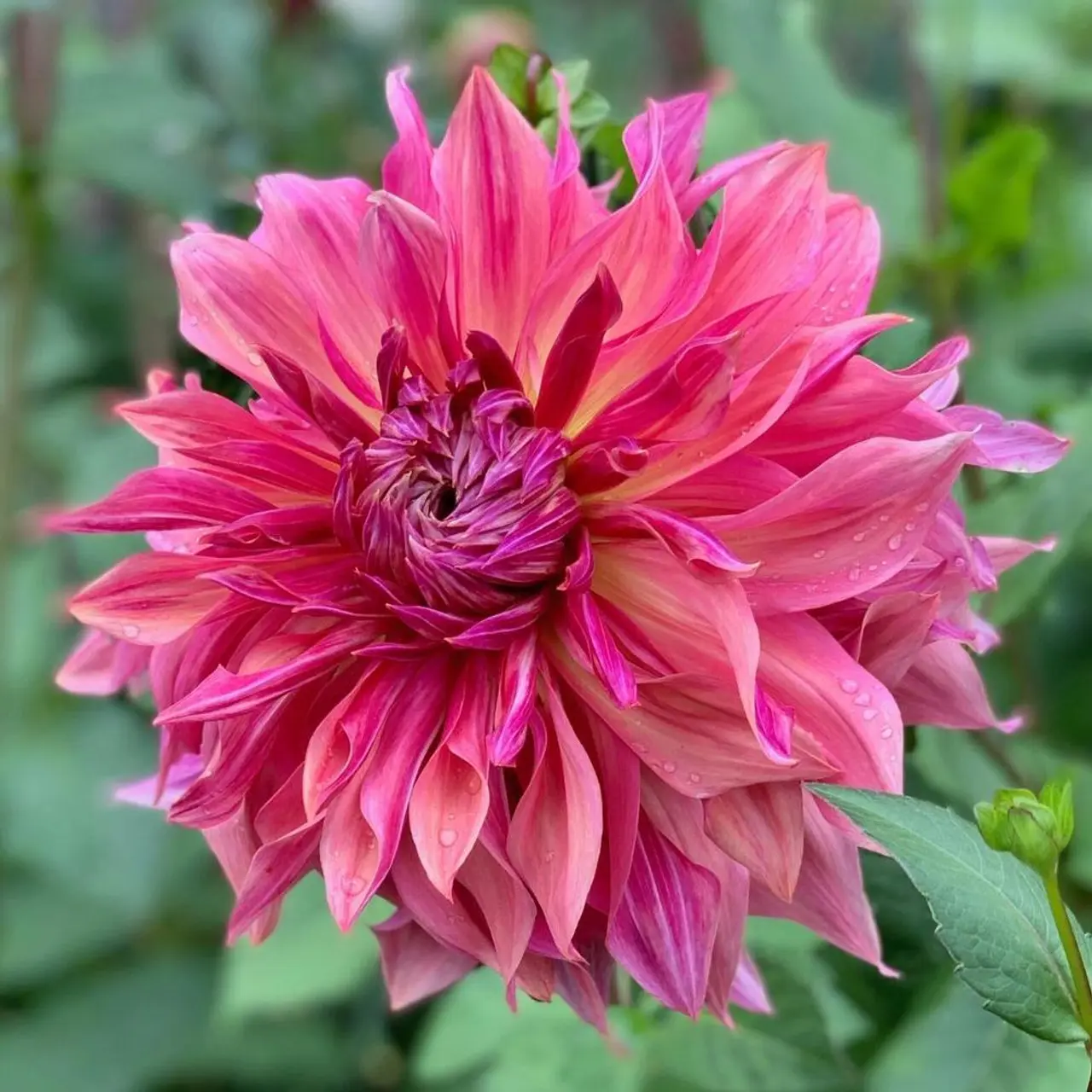 Dahlia Penhill Dark Monarch Tubers