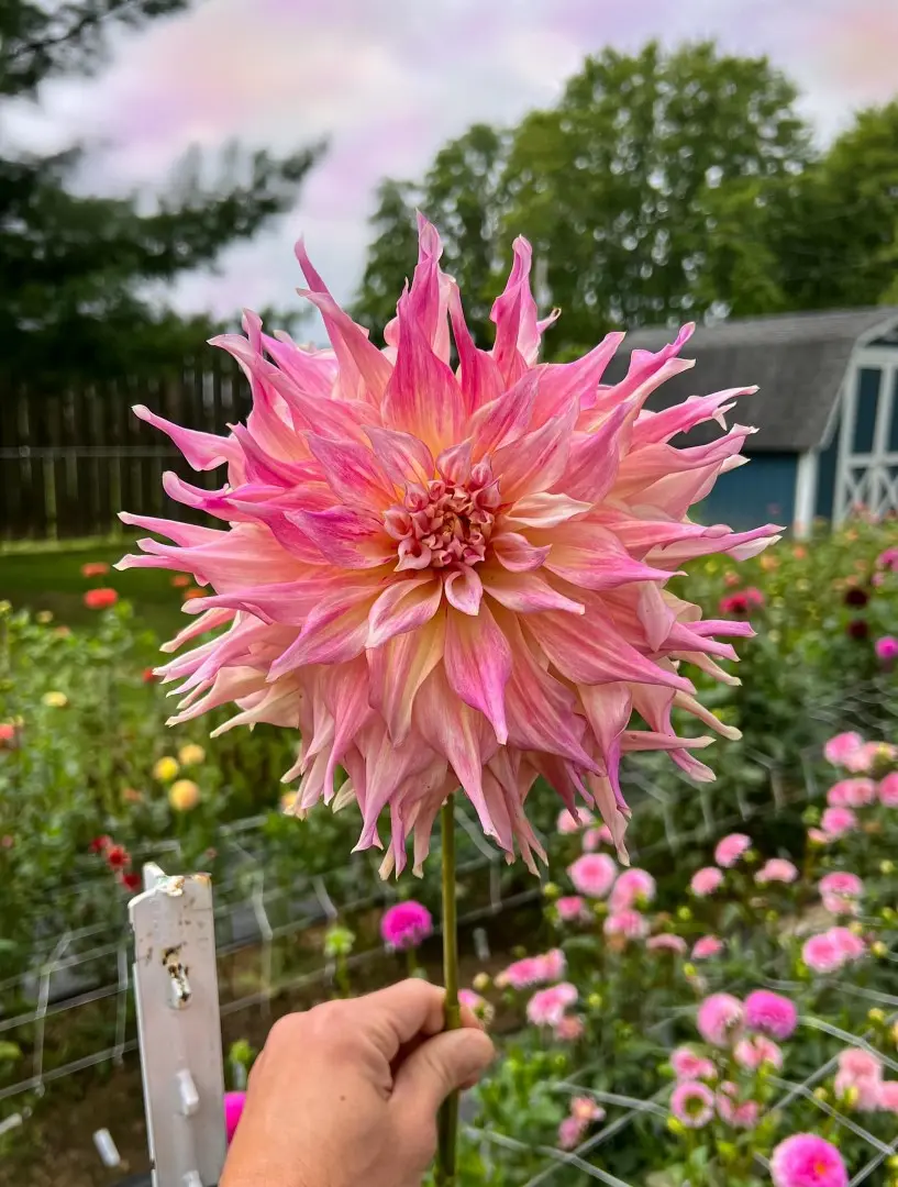 Dahlia Penhill Watermelon Tubers - Image 2