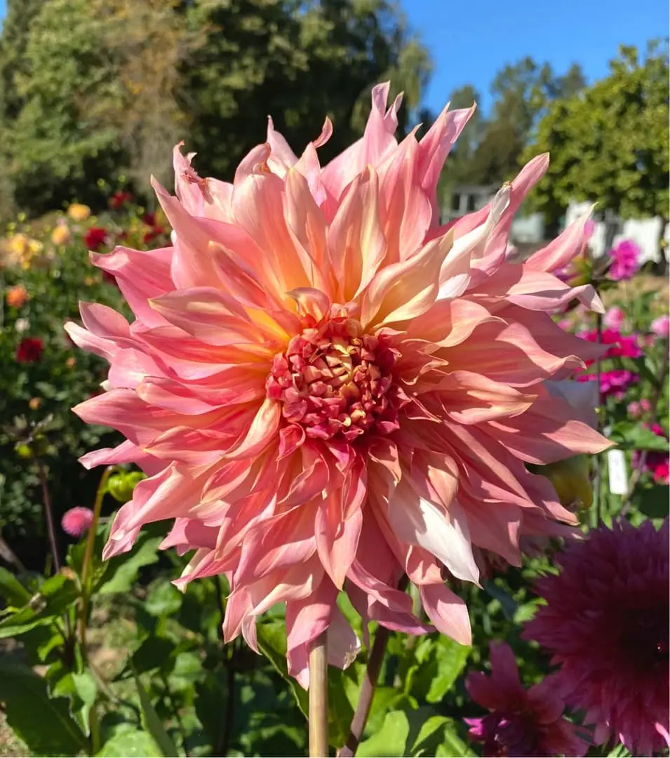Dahlia Penhill Watermelon Tubers