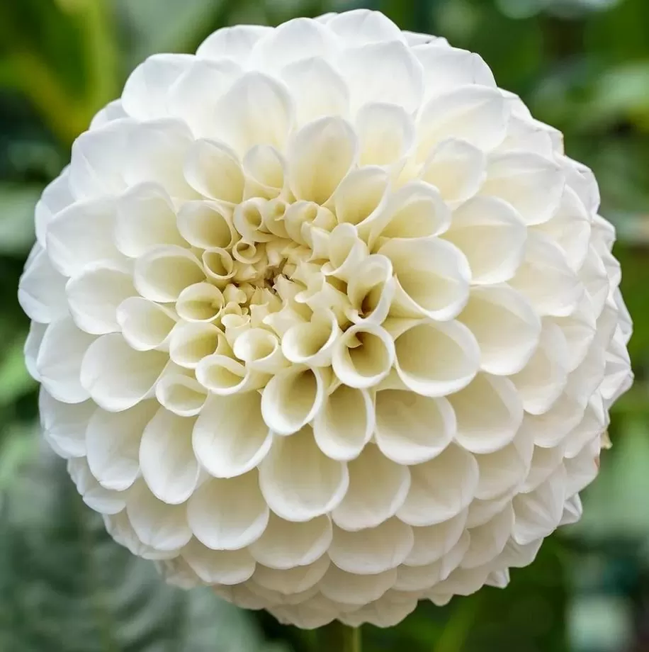 Dahlia Petra's Wedding Tubers