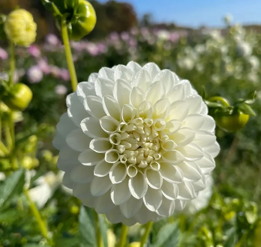 Dahlia Petra's Wedding Tubers