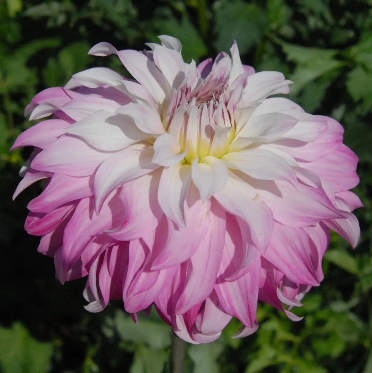 Dahlia Pink Petticoat Tubers