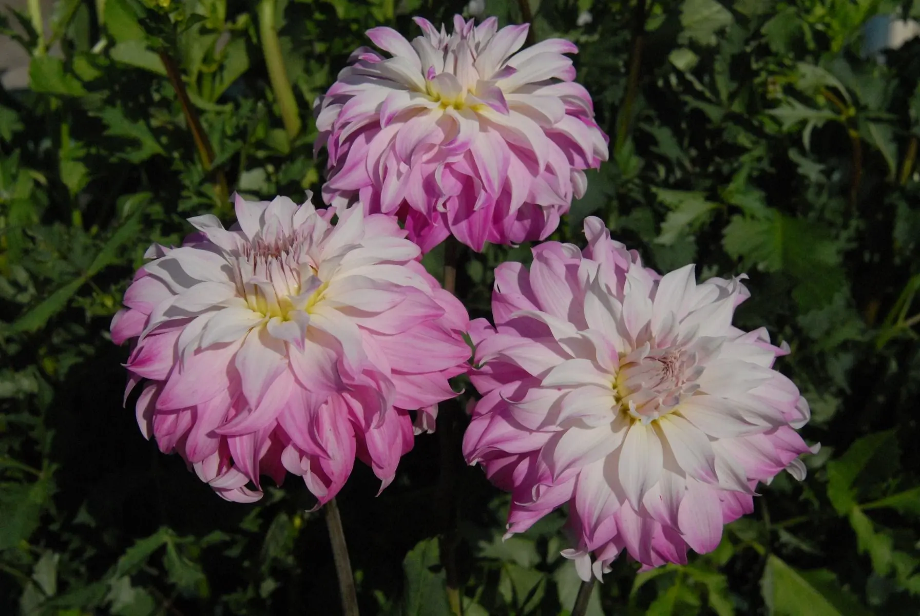 Dahlia Pink Petticoat Tubers