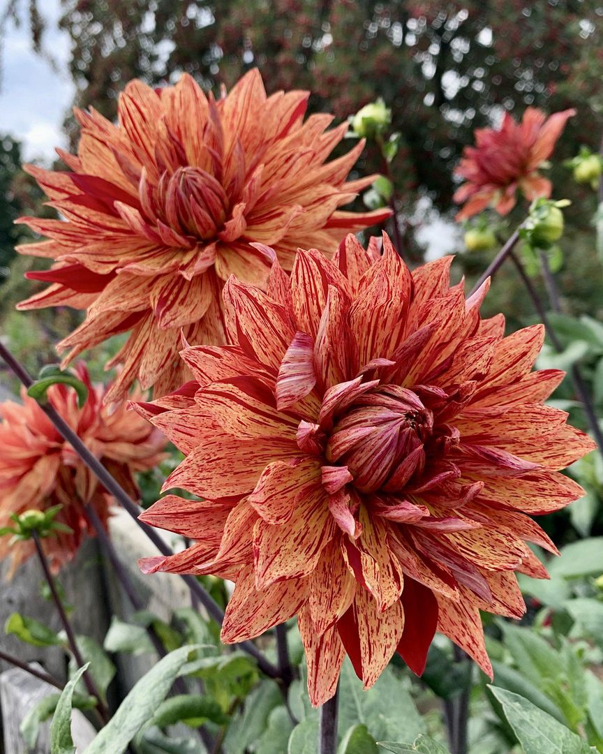 Dahlia Pippi Tubers