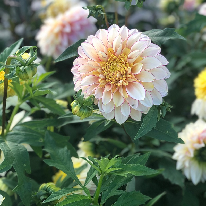 Dahlia Polka Tubers