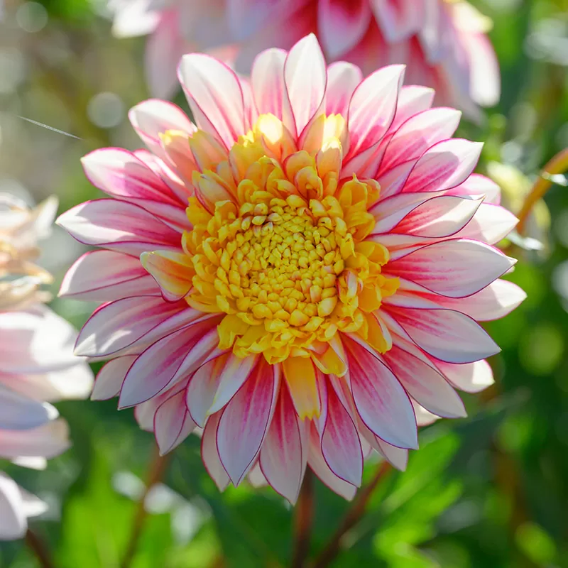 Dahlia Polka Tubers