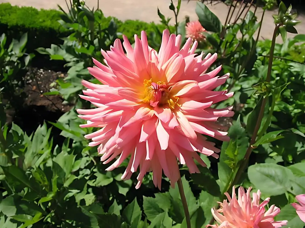 Dahlia Preference Tubers