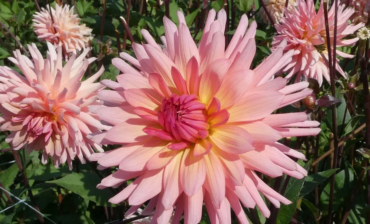 Dahlia Preference Tubers
