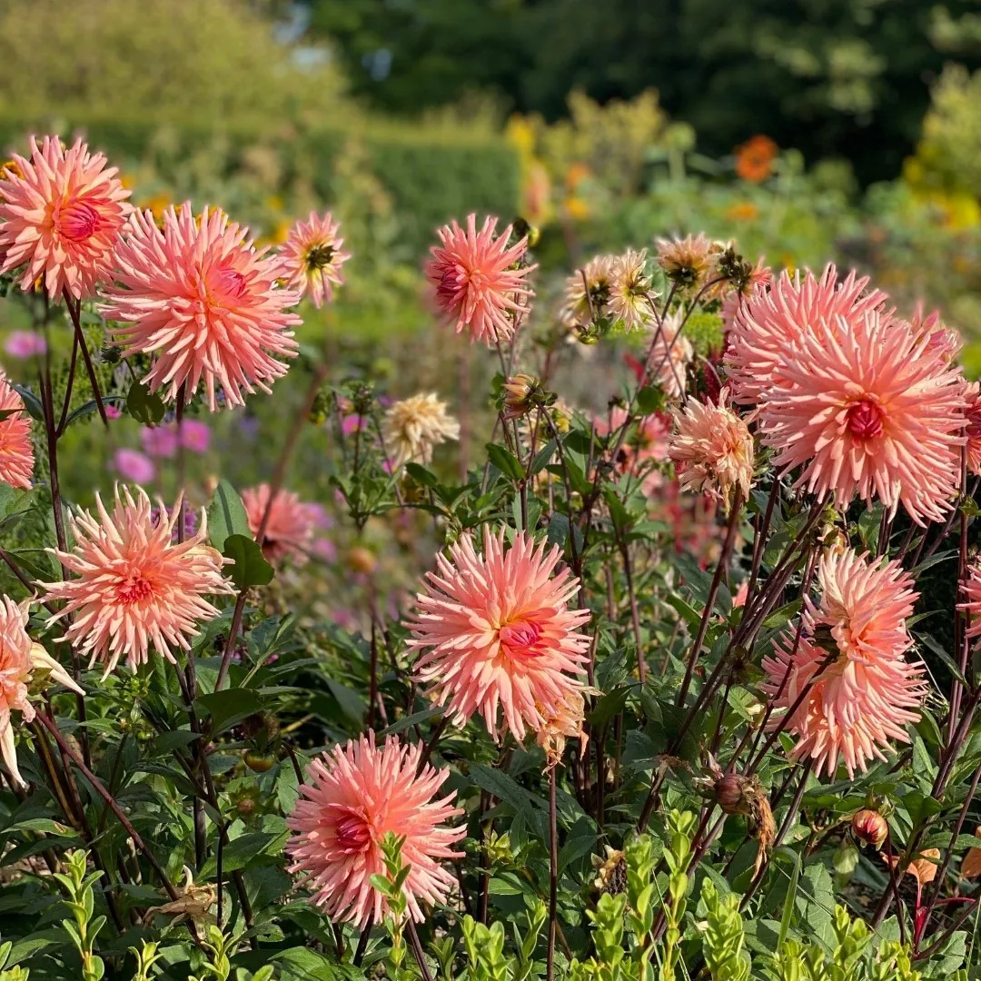 Dahlia Preference Tubers