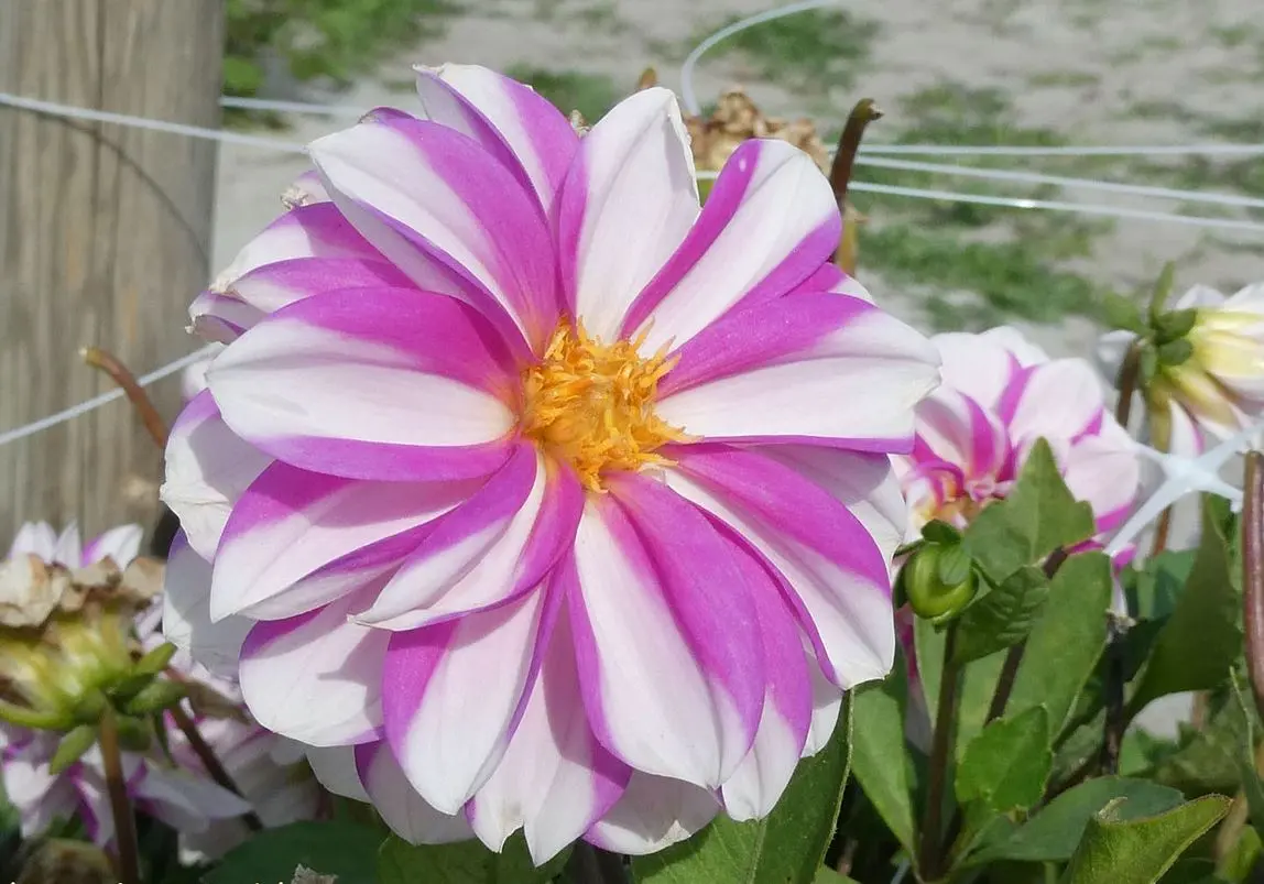 Dahlia Priceless Pink Tubers