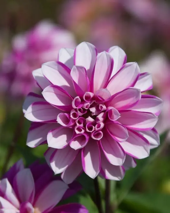 Dahlia Priceless Pink Tubers