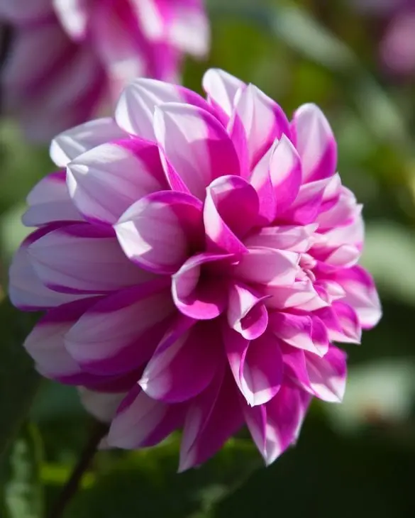 Dahlia Priceless Pink Tubers
