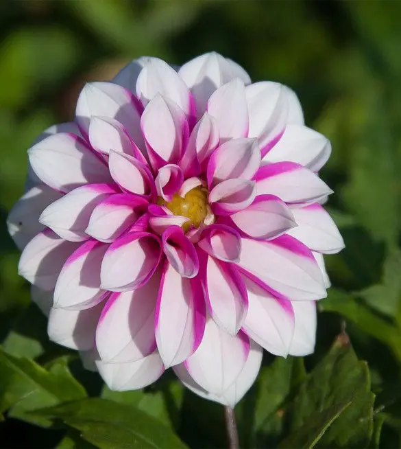 Dahlia Priceless Pink Tubers