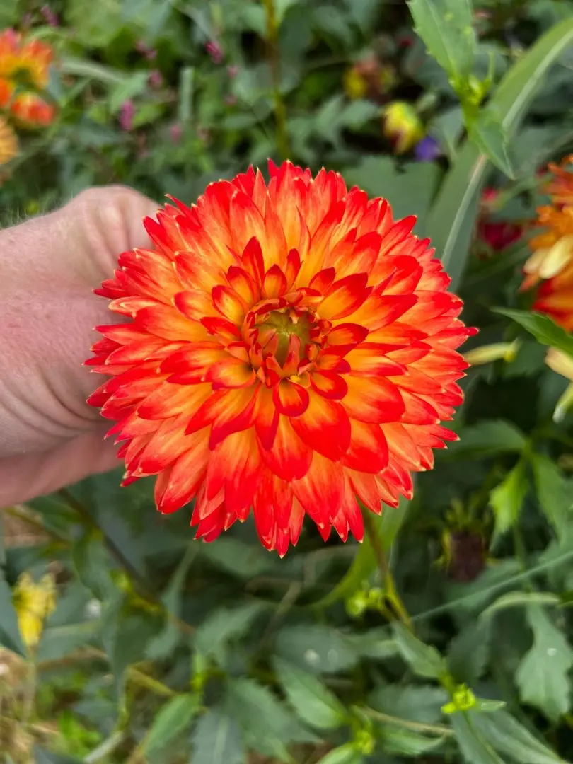 Dahlia Procyon Tubers