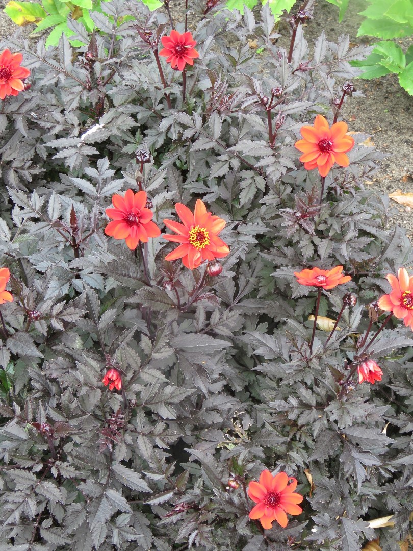 Dahlia Pulp Fiction Tubers