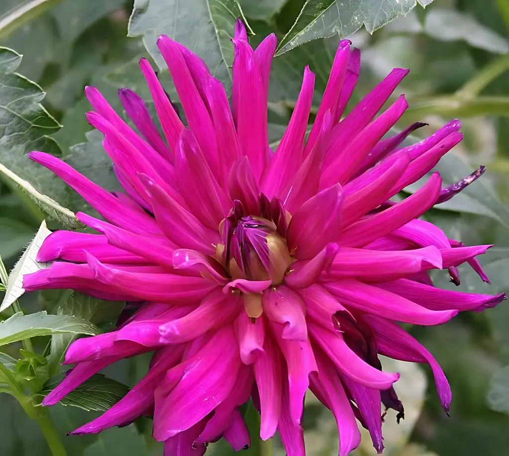 Dahlia Purple Gem Tubers
