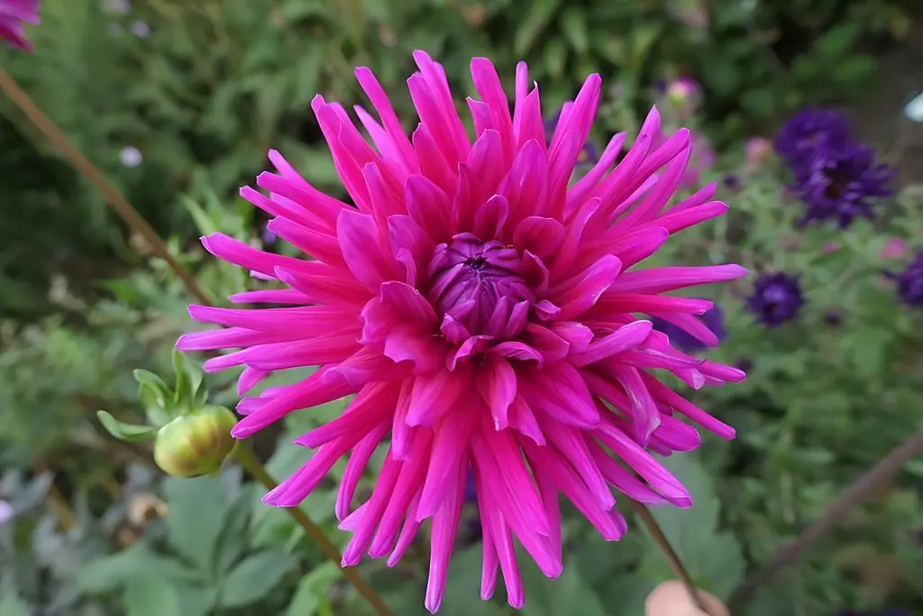 Dahlia Purple Gem Tubers