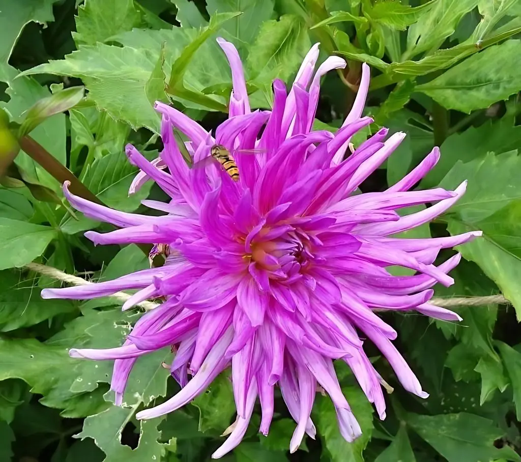 Dahlia Purple Gem Tubers