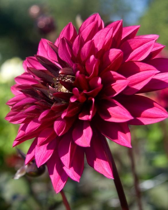 Dahlia Purple Haze Tubers
