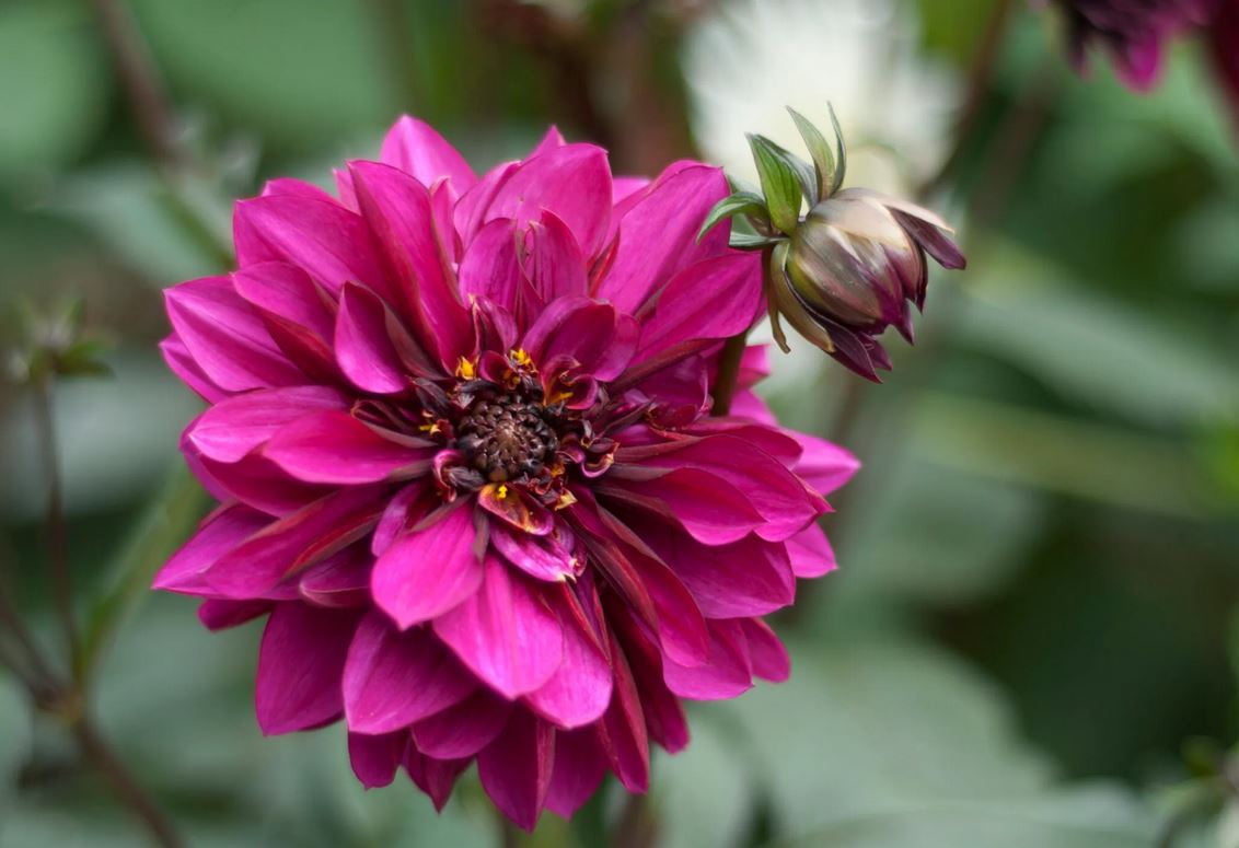 Dahlia Purple Haze Tubers