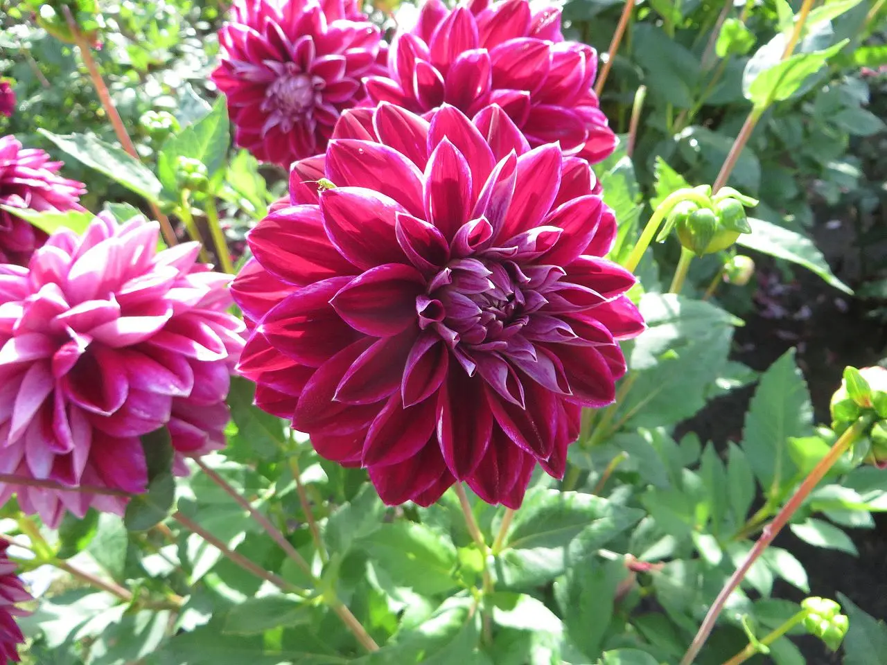 Dahlia Purple Pearl Tubers